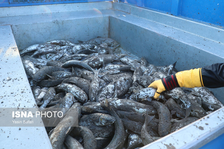 صید پره؛ سنت دیرین صیادان خزر