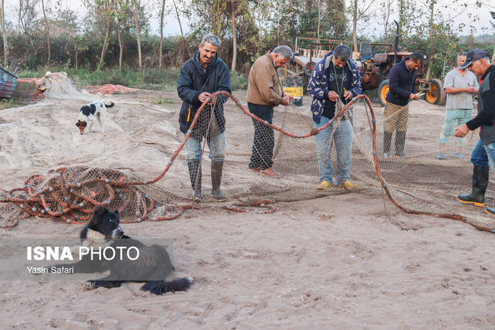صید پره؛ سنت دیرین صیادان خزر