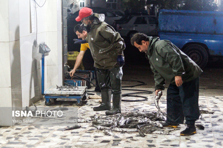 صید پره؛ سنت دیرین صیادان خزر