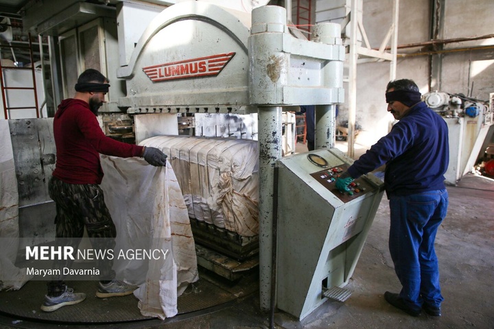 برداشت پنبه از مزارع خراسان شمالی