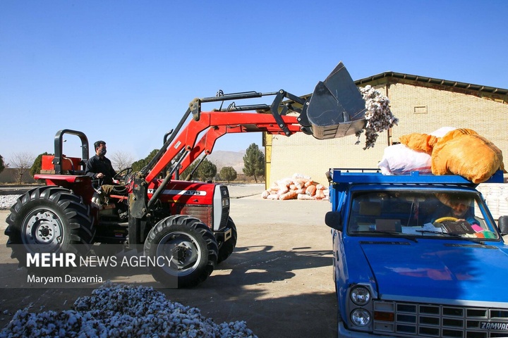 برداشت پنبه از مزارع خراسان شمالی