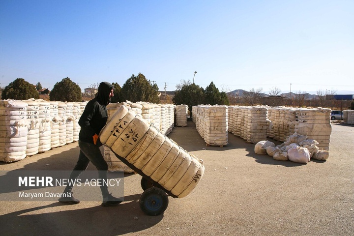 برداشت پنبه از مزارع خراسان شمالی
