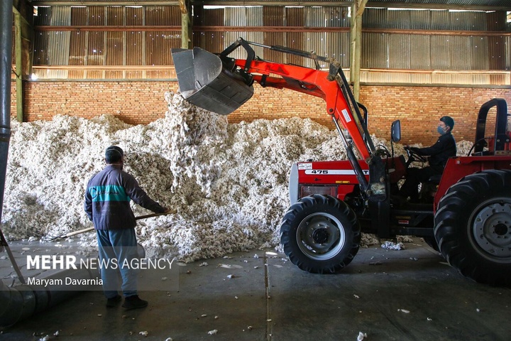 برداشت پنبه از مزارع خراسان شمالی