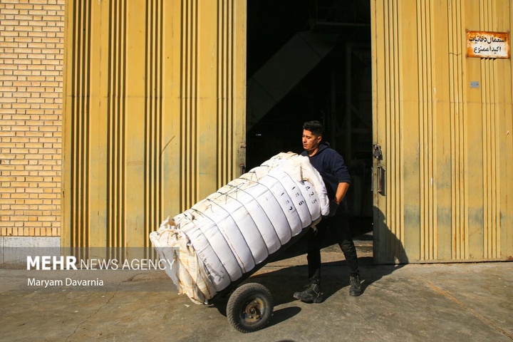برداشت پنبه از مزارع خراسان شمالی