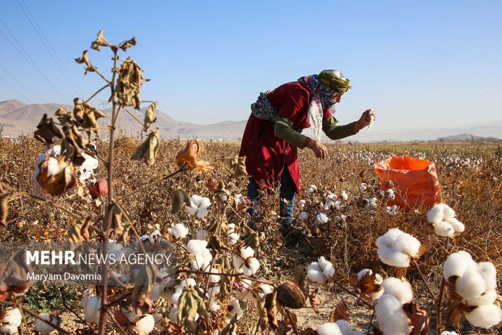 برداشت پنبه از مزارع خراسان شمالی