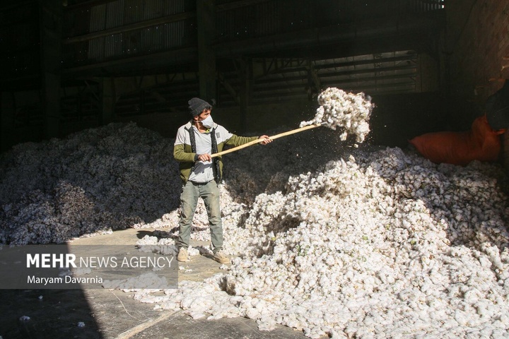 برداشت پنبه از مزارع خراسان شمالی