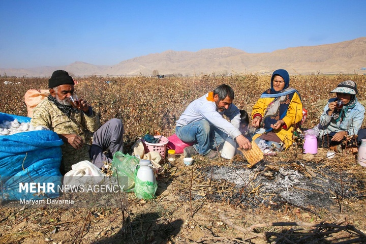 برداشت پنبه از مزارع خراسان شمالی