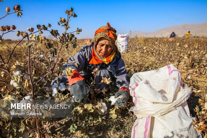 برداشت پنبه از مزارع خراسان شمالی
