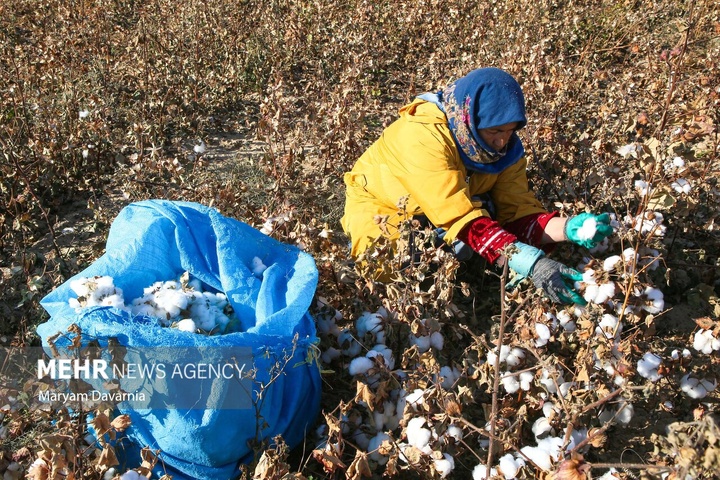 برداشت پنبه از مزارع خراسان شمالی