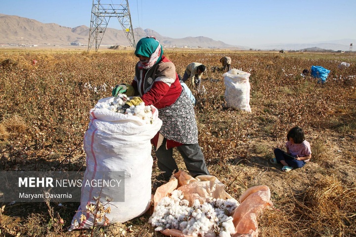 برداشت پنبه از مزارع خراسان شمالی