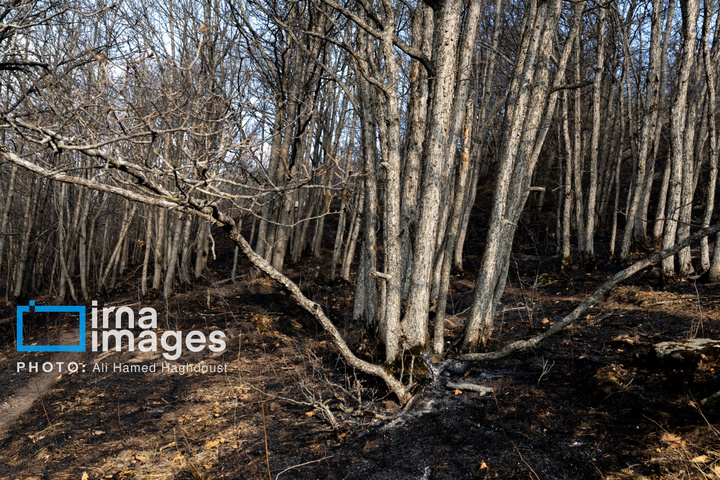 سوز و گداز دیزمار