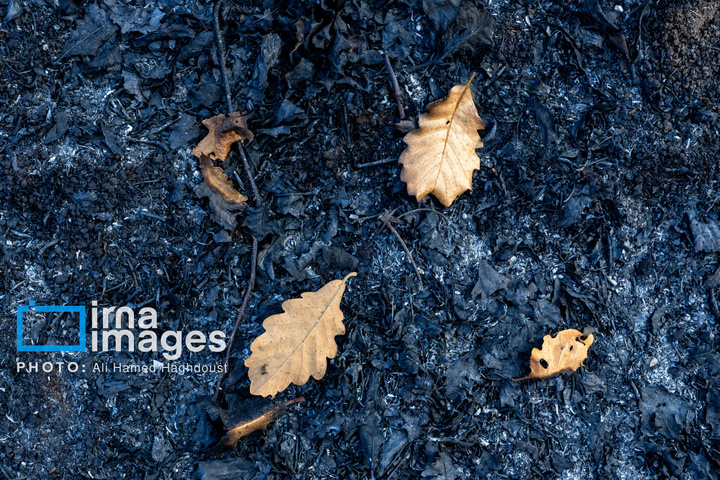 سوز و گداز دیزمار