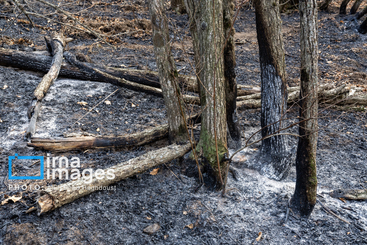 سوز و گداز دیزمار