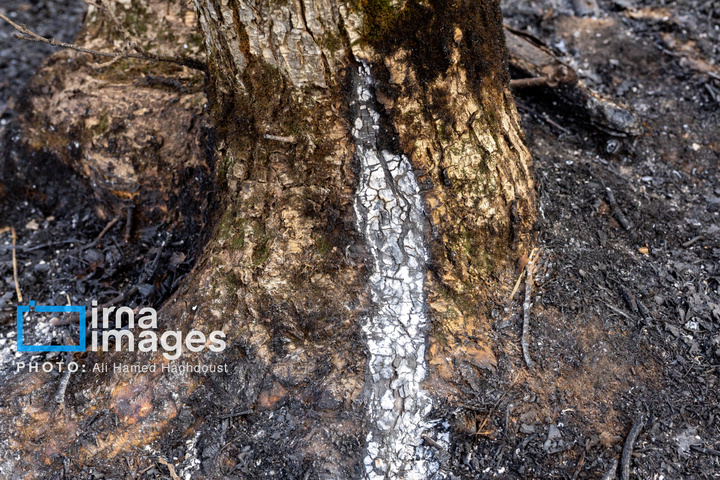 سوز و گداز دیزمار