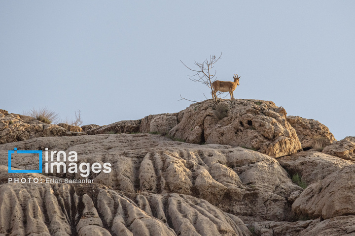 سلاطین صخره‌ها