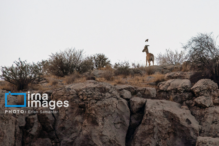 سلاطین صخره‌ها