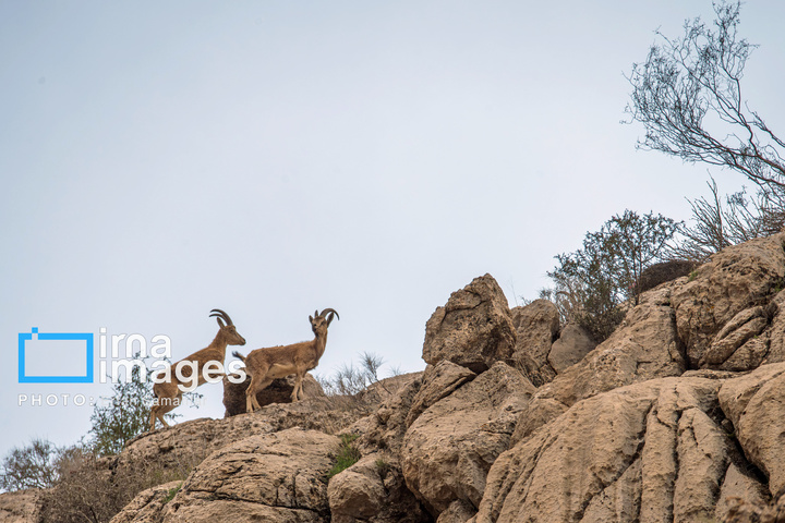 سلاطین صخره‌ها