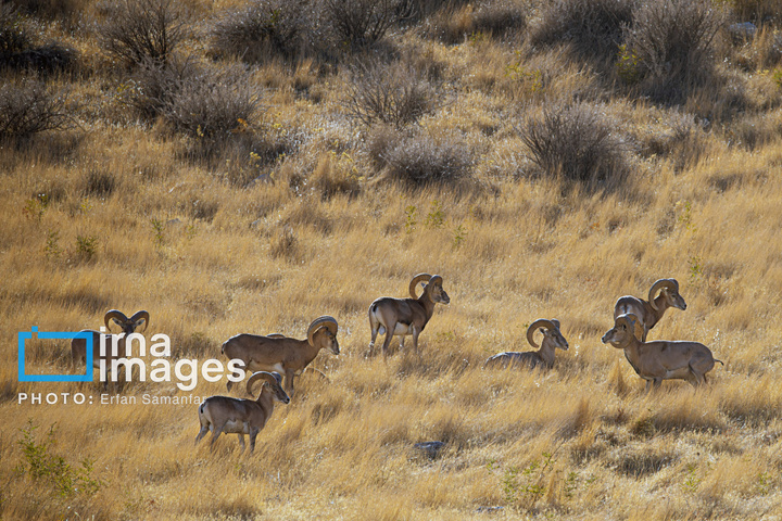 سلاطین صخره‌ها