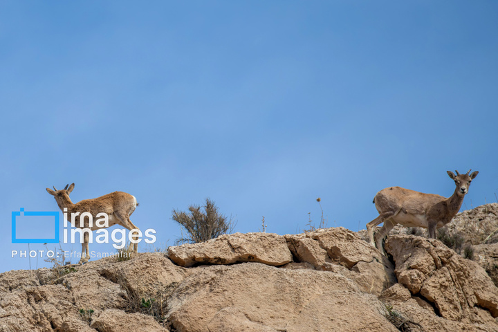 سلاطین صخره‌ها