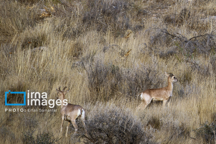 سلاطین صخره‌ها