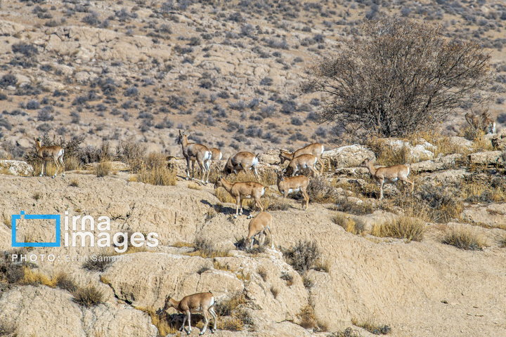 سلاطین صخره‌ها