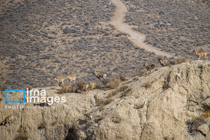 سلاطین صخره‌ها