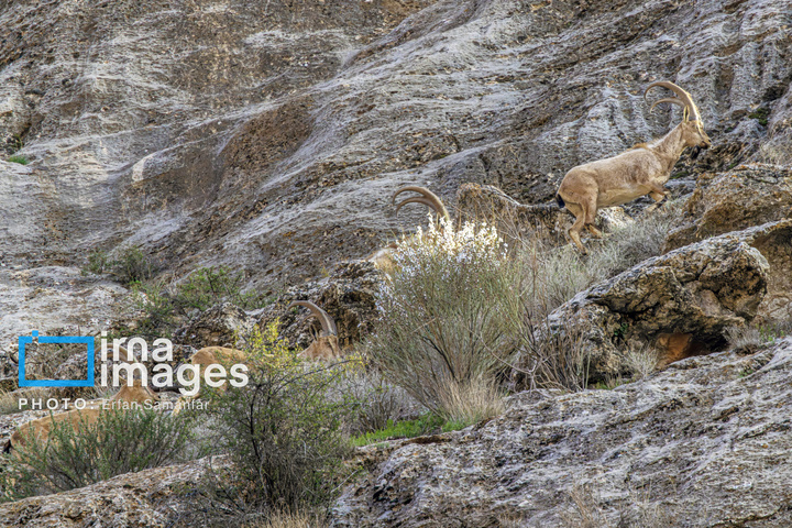 سلاطین صخره‌ها