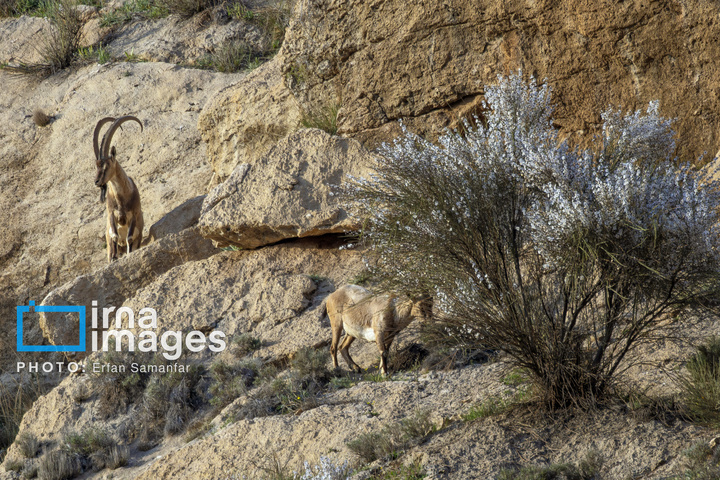 سلاطین صخره‌ها