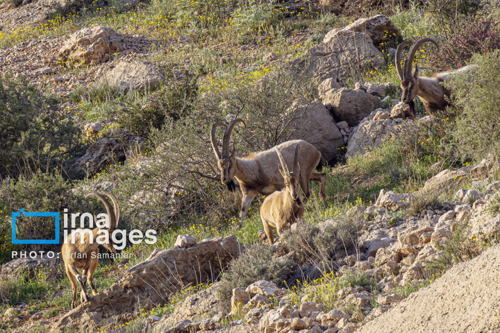 سلاطین صخره‌ها