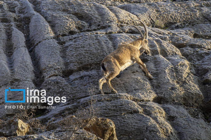 سلاطین صخره‌ها