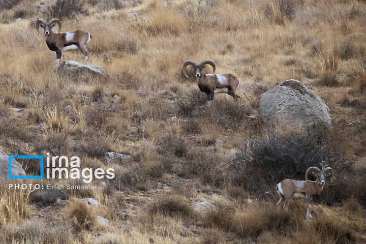 سلاطین صخره‌ها