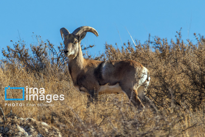 سلاطین صخره‌ها