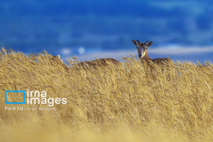 سلاطین صخره‌ها