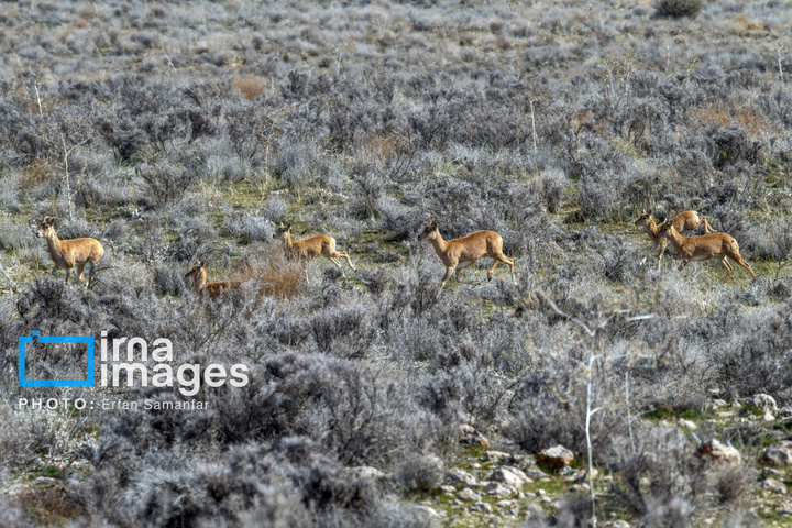 سلاطین صخره‌ها