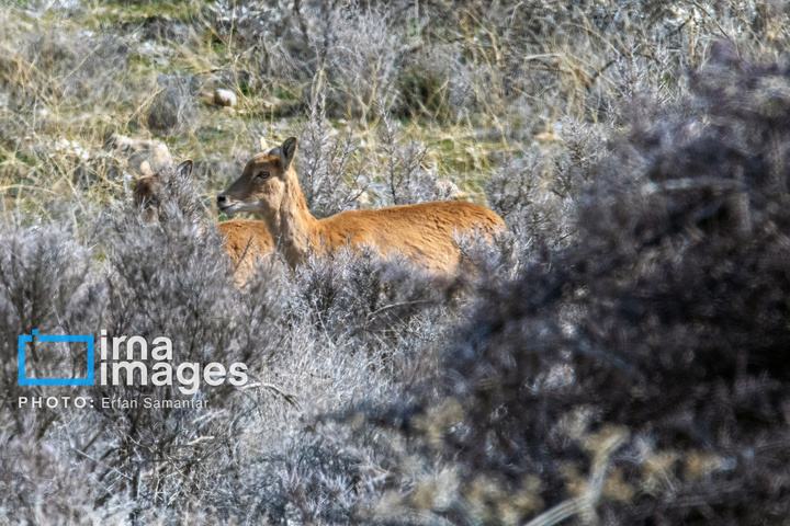 سلاطین صخره‌ها