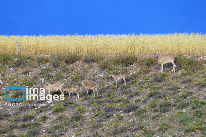 سلاطین صخره‌ها
