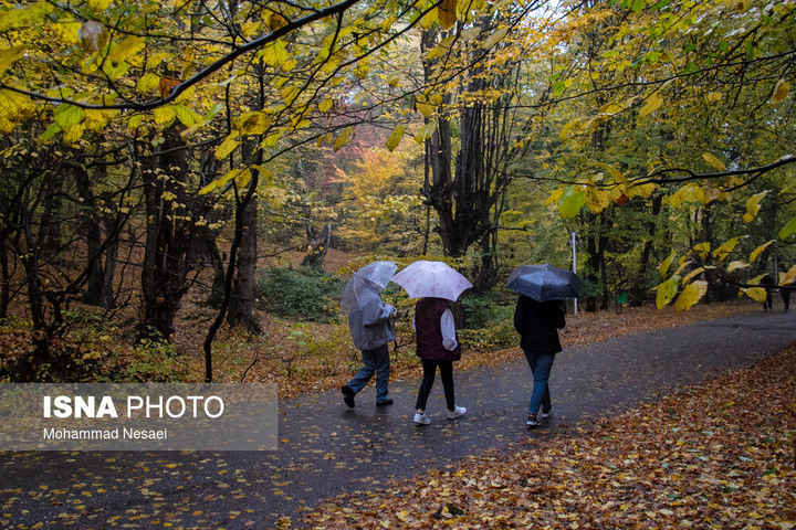 باران پاییزی در جنگل هیرکانی النگدره