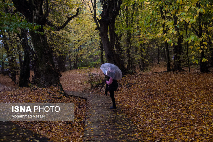 باران پاییزی در جنگل هیرکانی النگدره