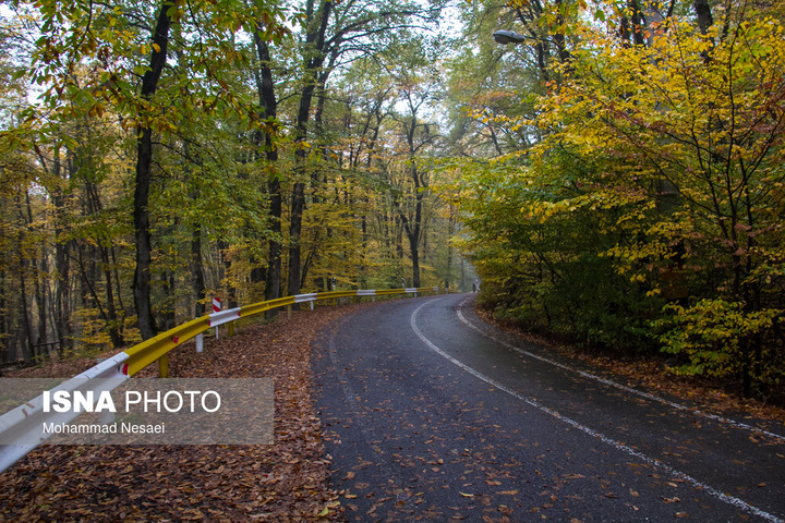 باران پاییزی در جنگل هیرکانی النگدره