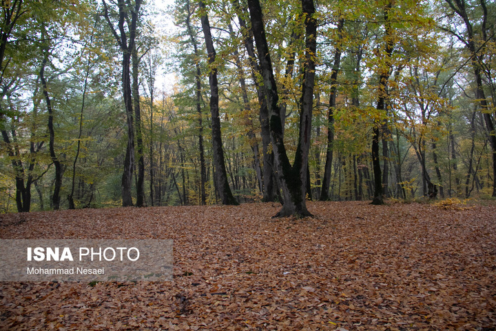 باران پاییزی در جنگل هیرکانی النگدره