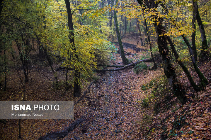 باران پاییزی در جنگل هیرکانی النگدره