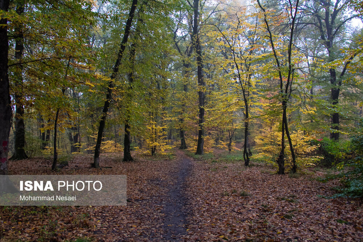باران پاییزی در جنگل هیرکانی النگدره