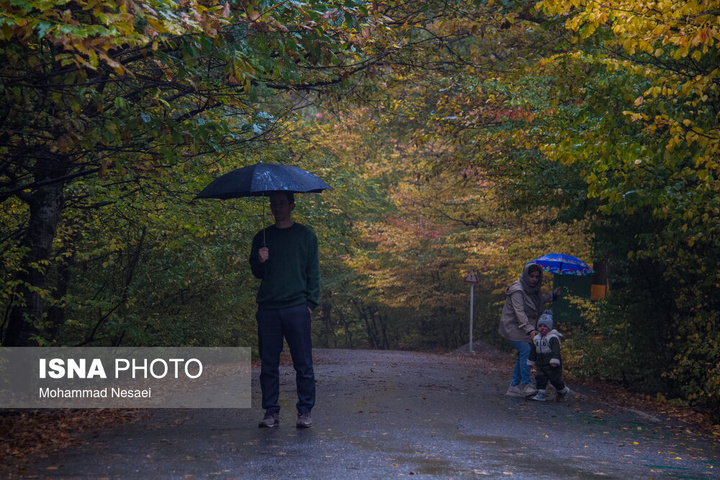 باران پاییزی در جنگل هیرکانی النگدره