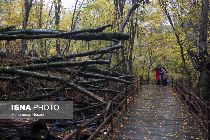 باران پاییزی در جنگل هیرکانی النگدره