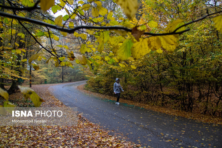 باران پاییزی در جنگل هیرکانی النگدره