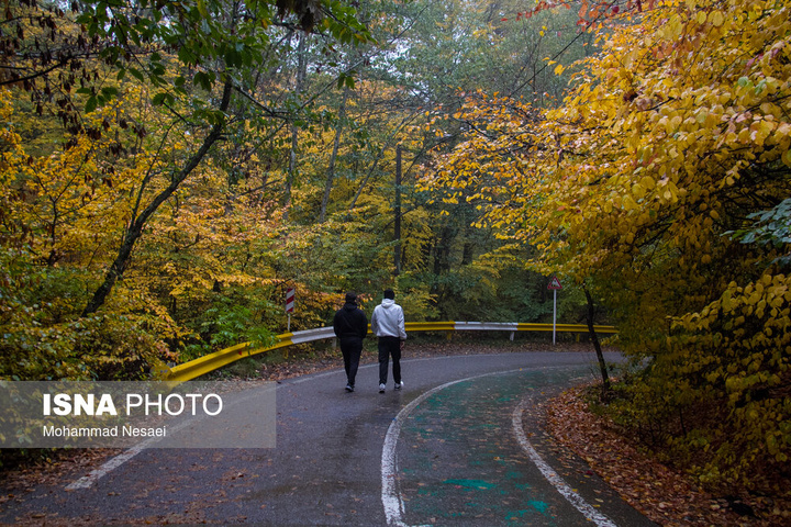 باران پاییزی در جنگل هیرکانی النگدره