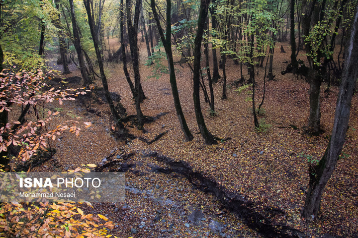 باران پاییزی در جنگل هیرکانی النگدره