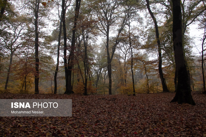 باران پاییزی در جنگل هیرکانی النگدره