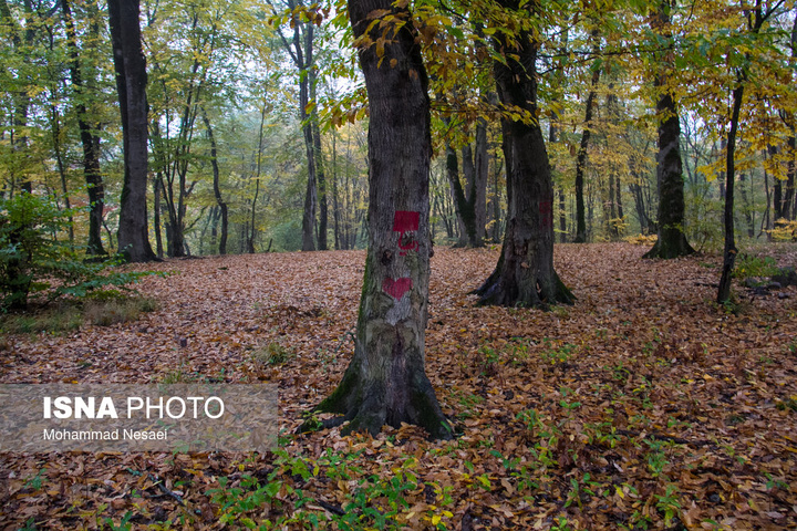 باران پاییزی در جنگل هیرکانی النگدره