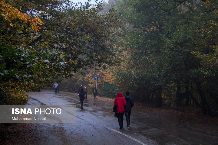باران پاییزی در جنگل هیرکانی النگدره